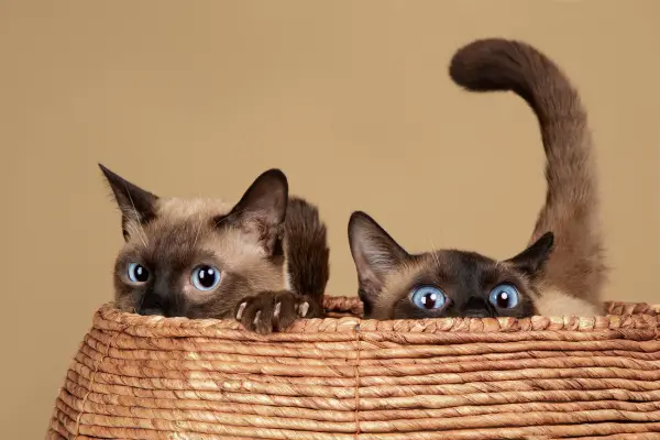 Gato Siamês: Personalidade, Origem e Cuidados Especiais