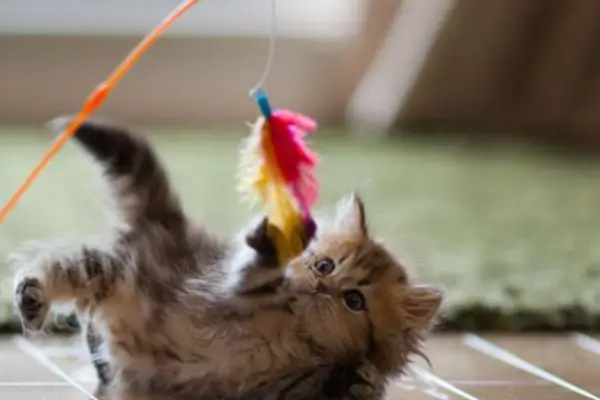 Como Construir um Brinquedo para Animar seu Companheiro Felino
